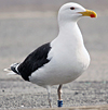 7095jp36.jpg (66909 bytes)